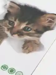 Голубой наклейка для декора и интерьера "Котёнок", 3D