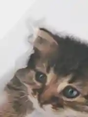 Голубой наклейка для декора и интерьера "Котёнок", 3D