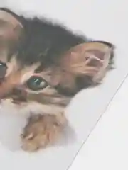 Голубой наклейка для декора и интерьера "Котёнок", 3D