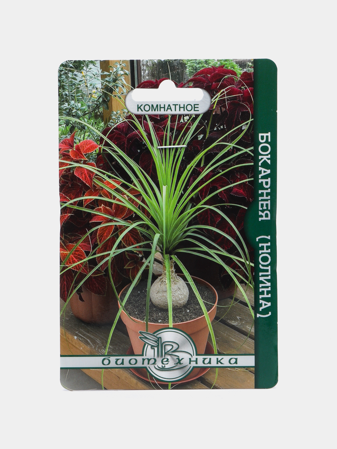 Комнатное растение Биотехника Бокарнея Нолина отогнутая, 5 штук купить по  цене 439.78 ₽ в интернет-магазине KazanExpress