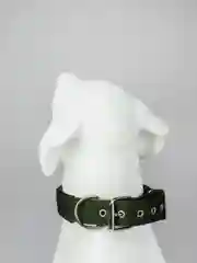Зеленый прочный ошейник с подкладкой, для крупных собак