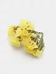 Желтый сухоцветы (Статица)