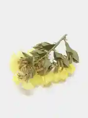 Желтый сухоцветы (Статица)