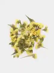 Желтый сухоцветы (Статица)