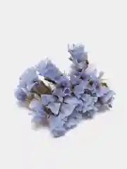 Голубой сухоцветы (Статица)