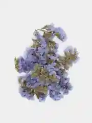 Голубой сухоцветы (Статица)