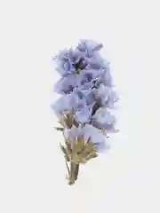 Голубой сухоцветы (Статица)