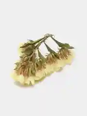 Слоновая кость сухоцветы (Статица)