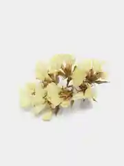 Слоновая кость сухоцветы (Статица)