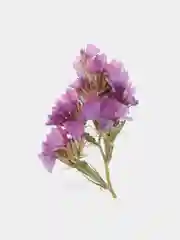 Фиолетовый сухоцветы (Статица)