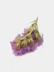 Фиолетовый сухоцветы (Статица)