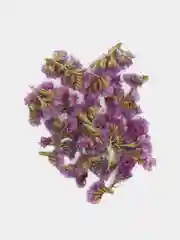 Фиолетовый сухоцветы (Статица)