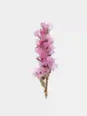 Прозрачный сухоцветы (Статица)