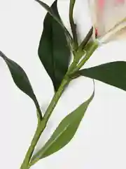 Розовый искусственные цветы "Лилия"