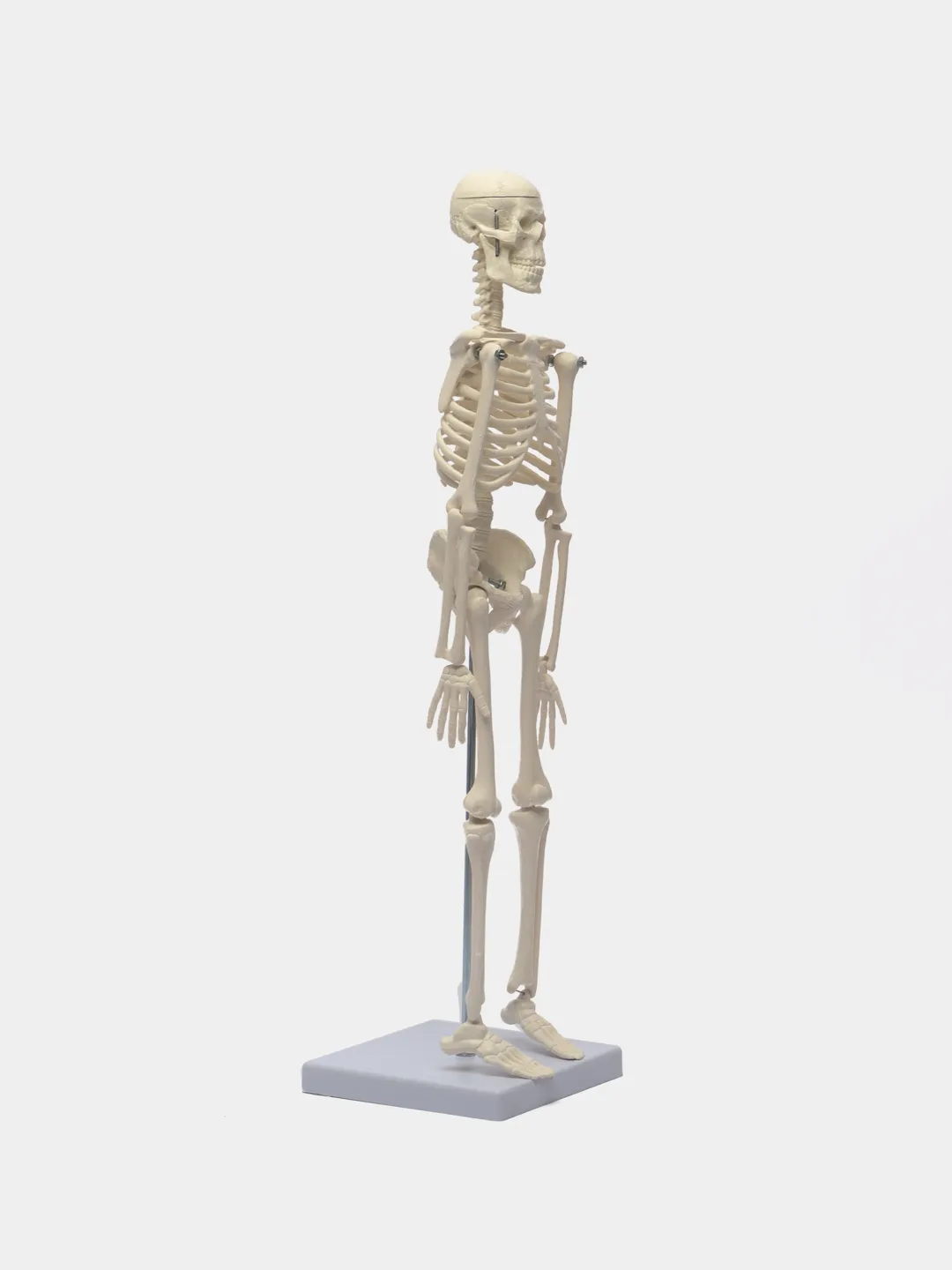 Модель скелета человека на роликовой подставке