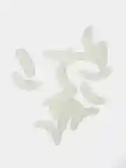 Прозрачный приманка рыболовная/ личинки/ опарыши/ приманка для зимней рыбалки