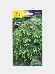 Семена Хмель "Изумрудный дождь"