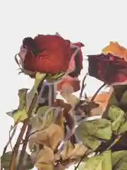 Песочный хаки сухоцветы для скрапбукинга, 110 х 200 мм, 6 штук