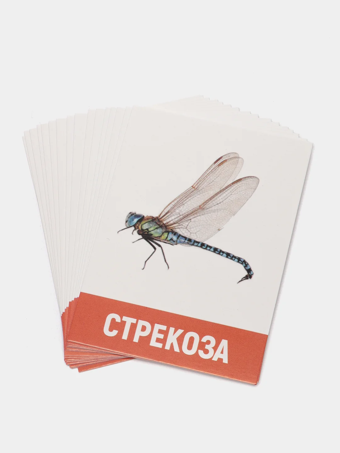 Обучающие карточки, разные виды, А7, 3+