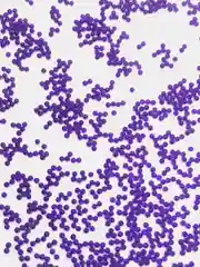 Темно-синий орбиз аквагрунт орбизы гидрогелий 10 000 шт