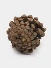 Шоколадный шишки еловые, сосновые. Декор, поделки, оформление