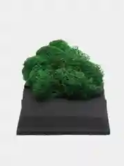 Книжка со мхом