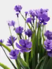 Фиолетовый искусственные цветы осока