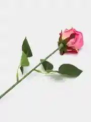 Фуксия искусственные розы, пионы и камелии