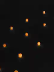 Золотистый хаки гирлянда, 4 вида