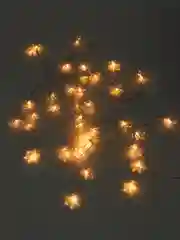 Золотой гирлянда, 4 вида