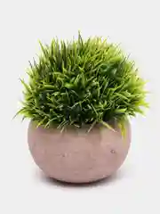 Лайм декоративное растение