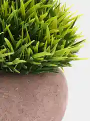 Лайм декоративное растение