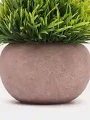 Лайм декоративное растение