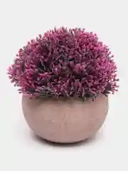 Аметистовый декоративное растение