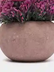 Аметистовый декоративное растение