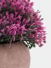 Аметистовый декоративное растение