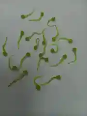 Зеленый силиконовая приманка. FishКонтакт головастик
