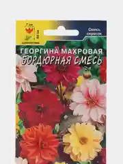 Семена цветов Георгина махровая "Бордюрная смесь", 0,2 г, Цветущий сад