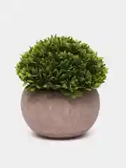 Лесной зеленый декоративное растение