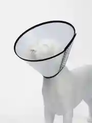 Воротник защитный для собак и кошек