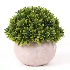 Зеленый декоративное растение