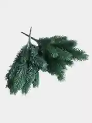 Желтый ветка еловая