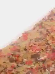 Корм Goldfish Flakes для золотых рыбок в хлопьях