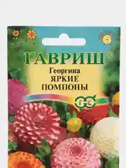 Семена Георгина "Яркие помпоны", Гавриш