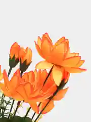 Оранжевый искусственные цветы "Лотос. Букет"