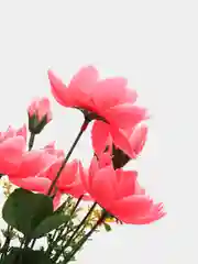 Кораллово-розовый искусственные цветы "Лотос. Букет"