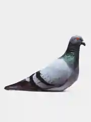 Подушка Голубь, большая
