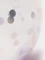 Лавандовый воздушные шары, с конфетти