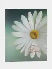 Кремовый фотоальбомы "Цветы", твёрдая обложка, на 200 фото 10 х 15 см, 24 вида