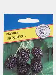 Семена Ежевика ремонтантная "Лох Несс"